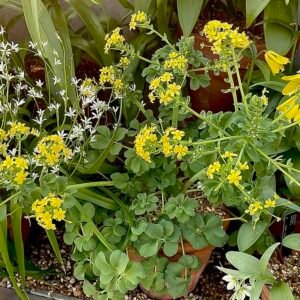 Leontice leontopetalum container plant op kleigrond.