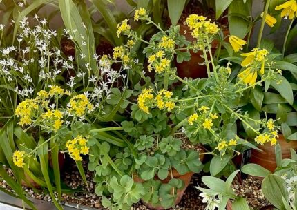 Leontice leontopetalum container plant op kleigrond.
