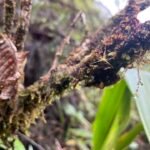 Delicate gele Lepanthes filamentosa orchidee met groene bladeren.