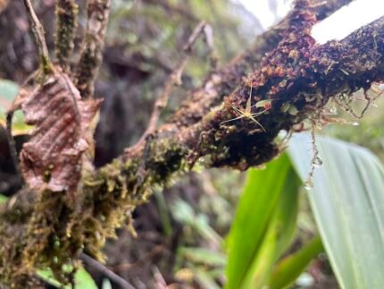 Delicate gele Lepanthes filamentosa orchidee met groene bladeren.