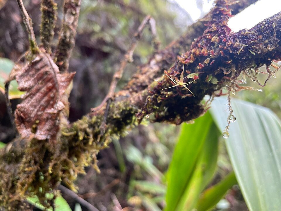 Delicate gele Lepanthes filamentosa orchidee met groene bladeren.