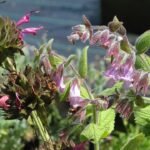 Lepechinia fragrans plant met roze bloemen en groene bladeren.