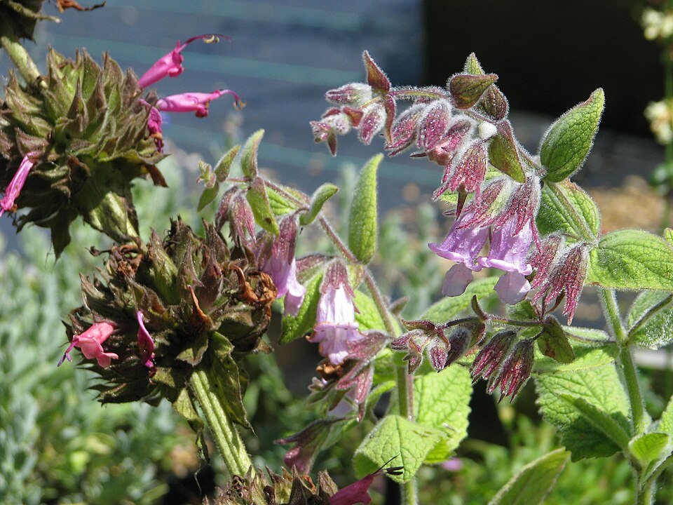 Lepechinia fragrans plant met roze bloemen en groene bladeren.