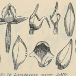 Close-up van Lepidogyne longifolia orchidee op botanische illustratie uit 1923.
