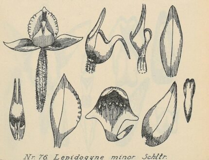 Close-up van Lepidogyne longifolia orchidee op botanische illustratie uit 1923.
