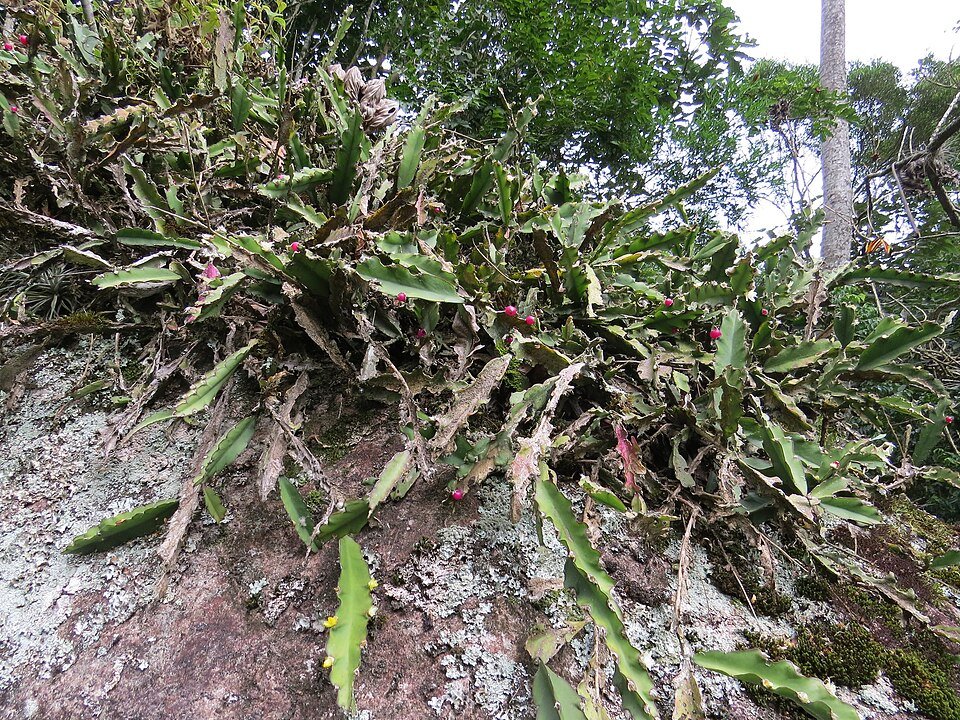 Koraalcactus met langwerpige stengels en kleine bloemen tegen groen blad.