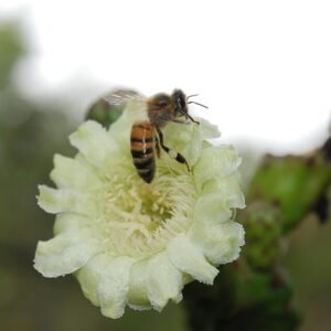 Leptocereus grantianus bloem in schaduwrijke omgeving.
