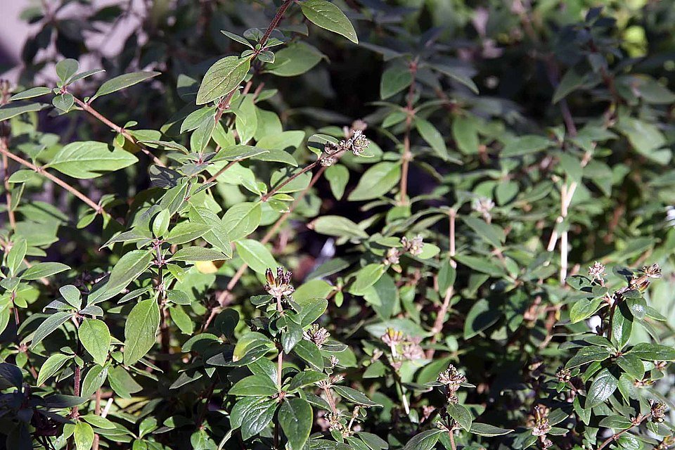Leptodermis oblonga plant met lichtpaarse bloemen en groene bladeren.