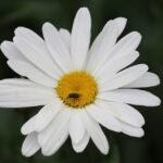 Witte bloem met geel hart, Leucanthemum vulgare, gewone margriet op zandgrond.