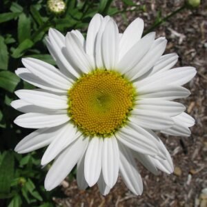 Witte margrietbloem met gele centrum in bloei.