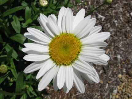 Witte margrietbloem met gele centrum in bloei.