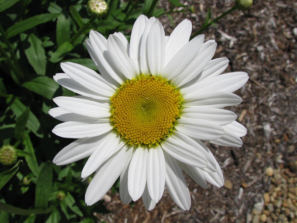 Witte margrietbloem met gele centrum in bloei.