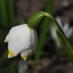 Lenteklokje bloem met witte bloemblaadjes en groene stengel.