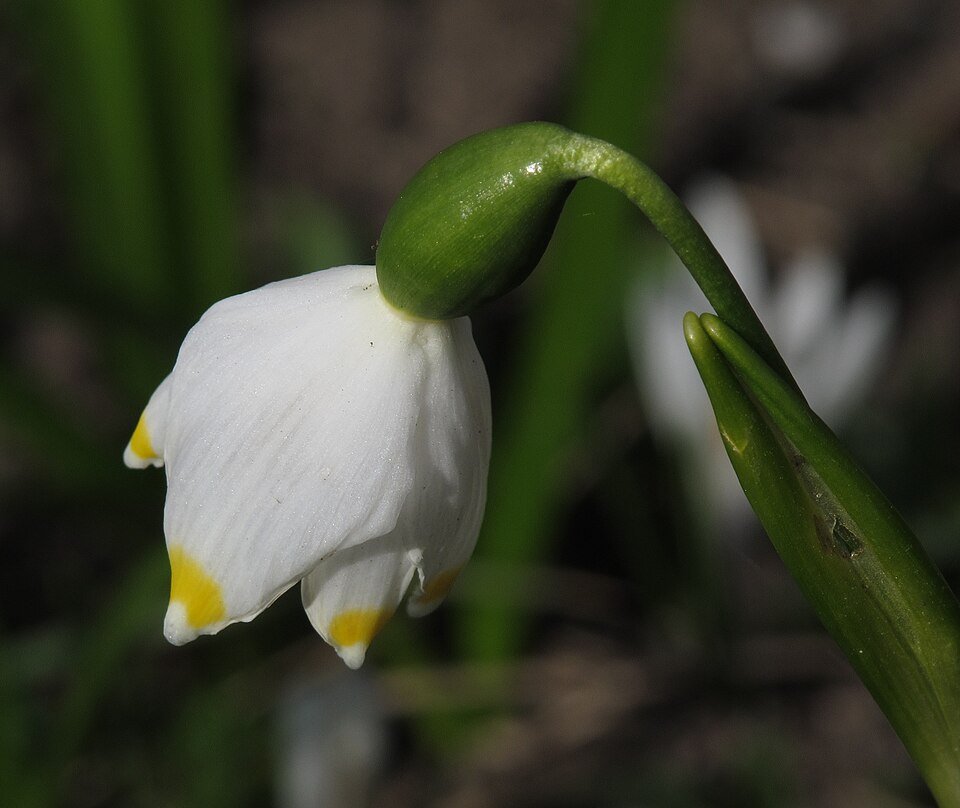 Lenteklokje bloem met witte bloemblaadjes en groene stengel.