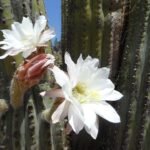 Zwart-witte cactus Leucostele terscheckii met stekels en pot.