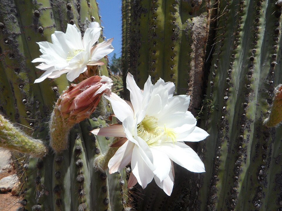 Zwart-witte cactus Leucostele terscheckii met stekels en pot.