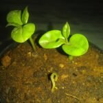 Young Leuenbergeria bleo seedlings with blue-green cylindrical stems and small yellow flowers.