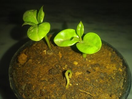 Young Leuenbergeria bleo seedlings with blue-green cylindrical stems and small yellow flowers.