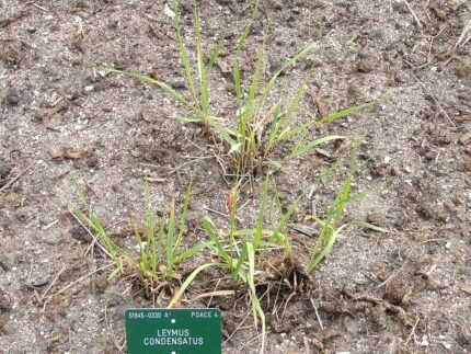 Leymus condensatus gras in Botanische Tuin van Kopenhagen.