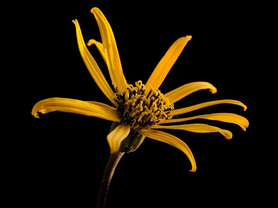 Ligularia dentata plant met grote, donkerpaarse bladeren en gele madeliefachtige bloemen.