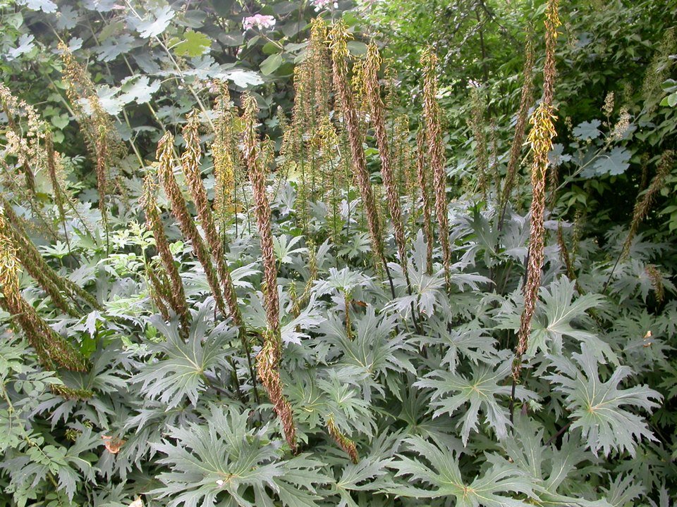 Ligularia przewalskii plant with large, dark green leaves and yellow flowers