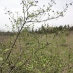 Liguster struik met glanzende groene bladeren en witte bloemen.