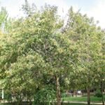 Ligustrum japonicum met glanzende groene bladeren en kleine witte bloemen in tuinsetting.