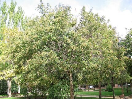 Ligustrum japonicum met glanzende groene bladeren en kleine witte bloemen in tuinsetting.