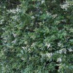 Winterharde Ligustrum ovalifolium haagplant met ovale, groenblijvende bladeren.