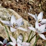 Rode en gele Tulipa clusiana bloem op groene bladeren.