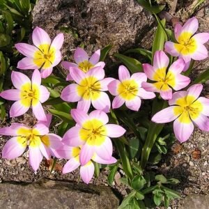 Tulipa saxatilis bloem met paarse bloemblaadjes en gele meeldraden.