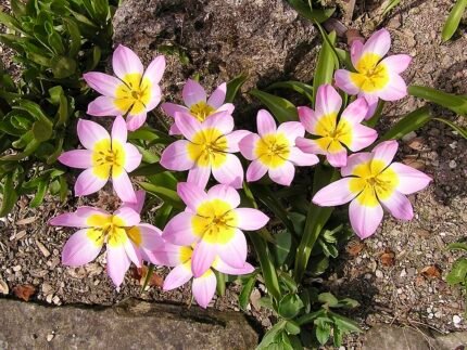 Tulipa saxatilis bloem met paarse bloemblaadjes en gele meeldraden.