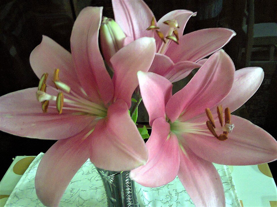 Oriëntaalse Lelie bloem in volle bloei met vijf bloemblaadjes.