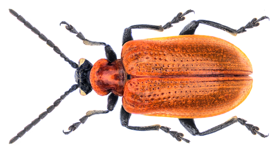 Rode en zwarte leliehaantje kever op een blad.