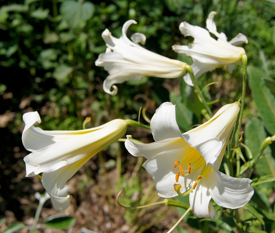 Lilium regale bloemen in wit met geel centrum in Parijse bloementuin.