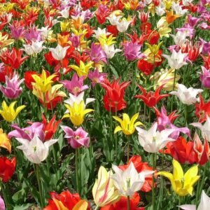 Tulp met leliebloemige structuur in bloei.