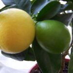 Fresh limequat citrus fruit on a branch with green leaves.