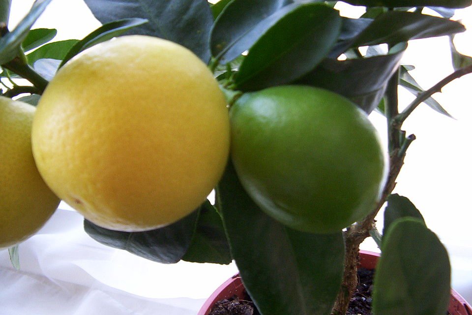 Fresh limequat citrus fruit on a branch with green leaves.