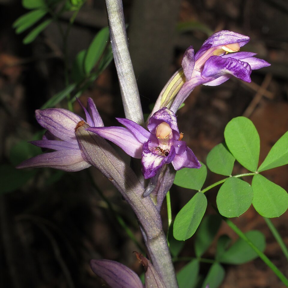 Paarse aspergeorchis bloem op kalkrijke grond.