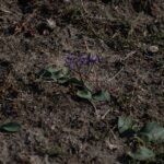 Limonium gmelini bloeiende paarse bloemen op groene stelen.