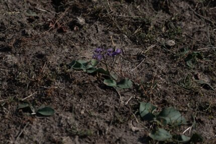 Limonium gmelini bloeiende paarse bloemen op groene stelen.