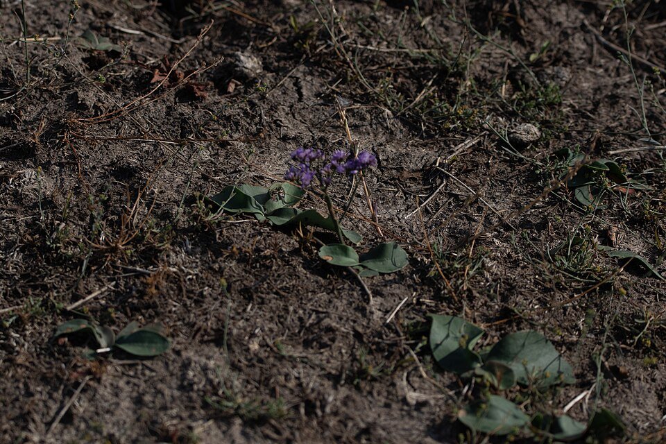 Limonium gmelini bloeiende paarse bloemen op groene stelen.