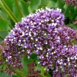 Limonium perezii bloeiende plant met paars-roze bloemen en groene bladeren.