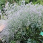 Limonium platyphyllum bloemen in paarse tinten op een groene steel.