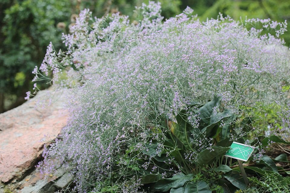 Limonium platyphyllum bloemen in paarse tinten op een groene steel.