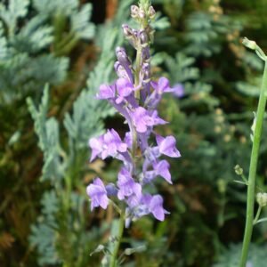 Diep paarse bloem van Linaria purpurea op groene steel.
