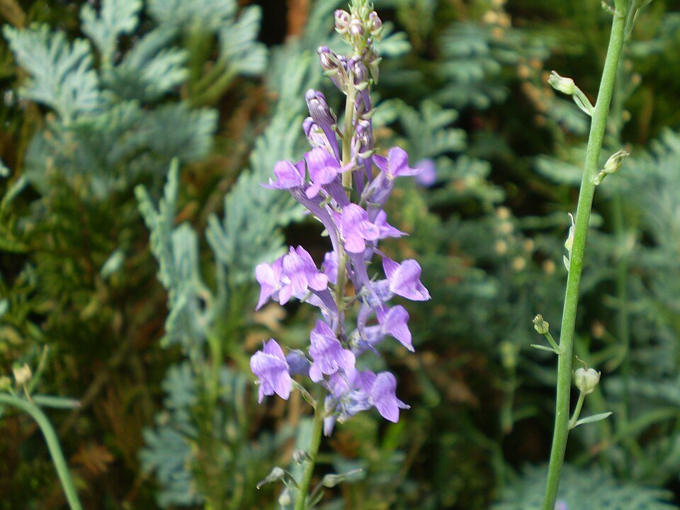 Diep paarse bloem van Linaria purpurea op groene steel.