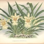 Chondrorhyncha orchidee op kleigrond, botanische illustratie.