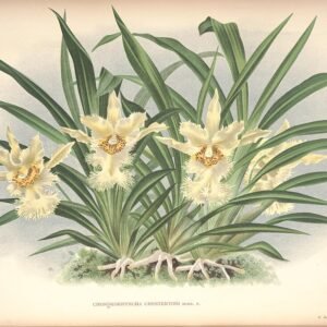 Chondrorhyncha orchidee op kleigrond, botanische illustratie.