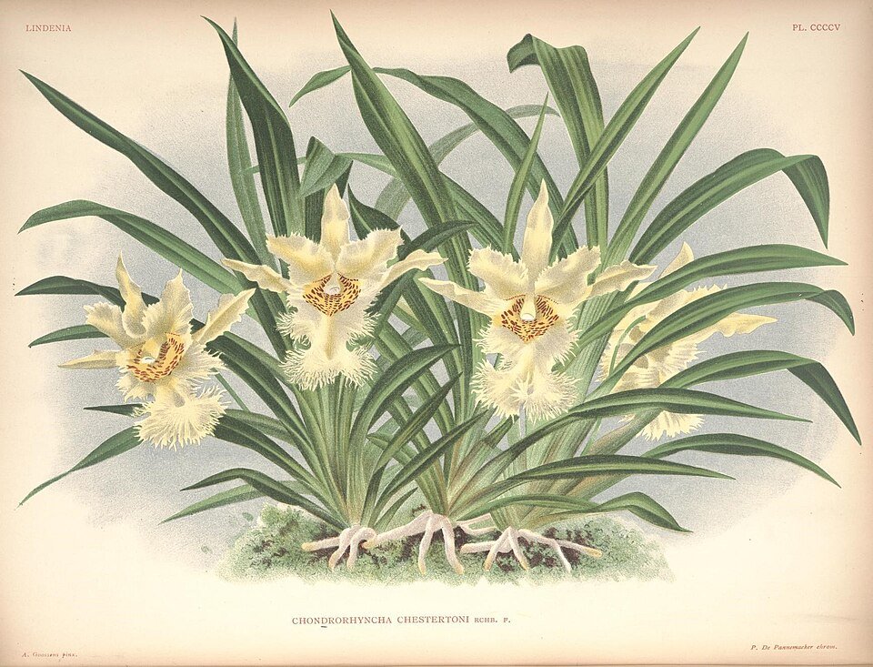 Chondrorhyncha orchidee op kleigrond, botanische illustratie.